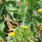Eastern Giant Swallowtails pair