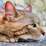 dreaming of  ....... by Luna Sol -  