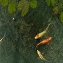 3D Koi Pond icon