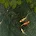 3D Koi Pond icon
