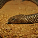 Mulga Snake 