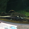Red-Tailed Catfish