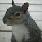 Eastern Gray Squirrel