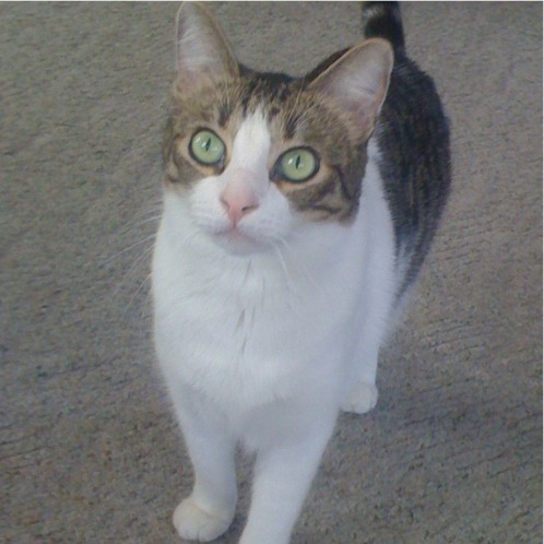 Domestic Shorthair Cat Project Noah