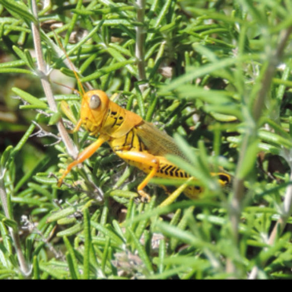 Differential Project Noah