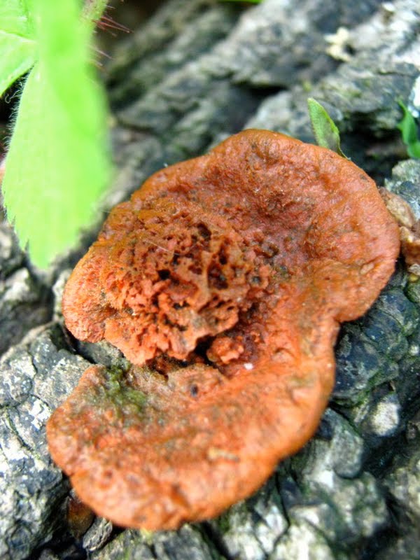 Weird Orange Crusty Fungal Thingy