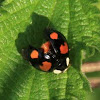 Harlequin ladybird (black and orange variation)