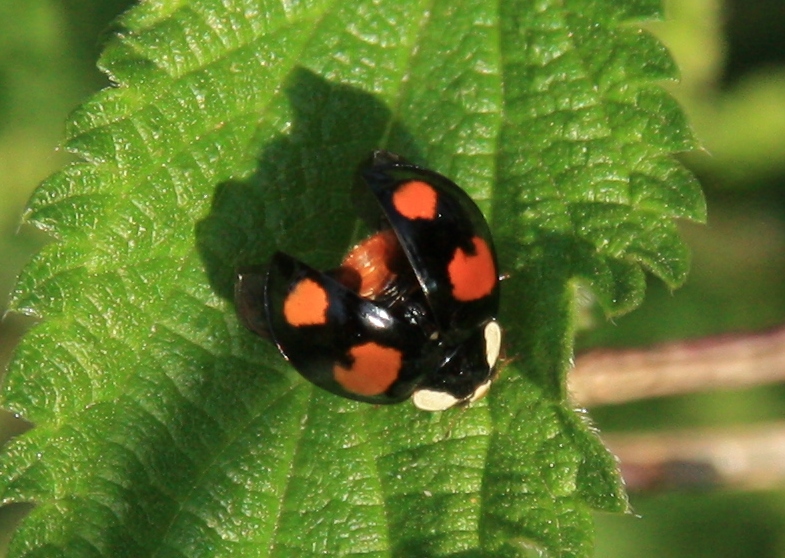 Harlequin ladybird (black and orange variation)