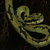 Green Pit Viper - Female