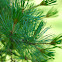 Japanese white pine, Mädchenkiefer