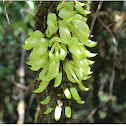 Yellow Jade vine