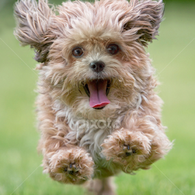 Hilarious by Michael Milfeit - Animals - Dogs Running