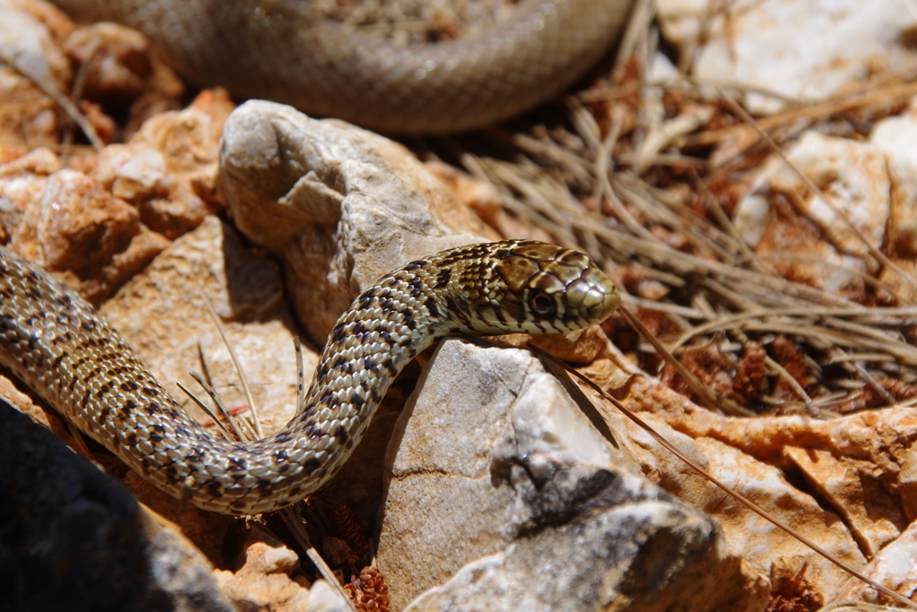 Balkan whip snake (Δενδρογαλιά)
