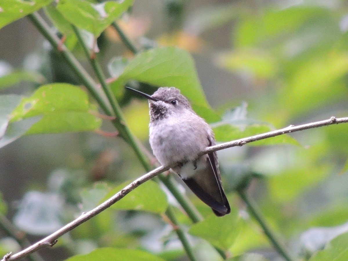 Anna's hummingbird (female)