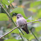 Anna's hummingbird (female)