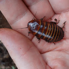 Cockroach (barata da terra)