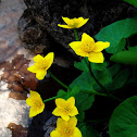 Marsh Marigold