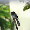 White-throated Fantail