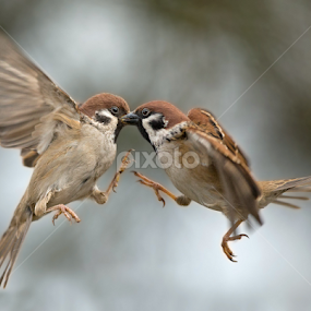 passer sparrow by Dragomir Taborin - Animals Birds