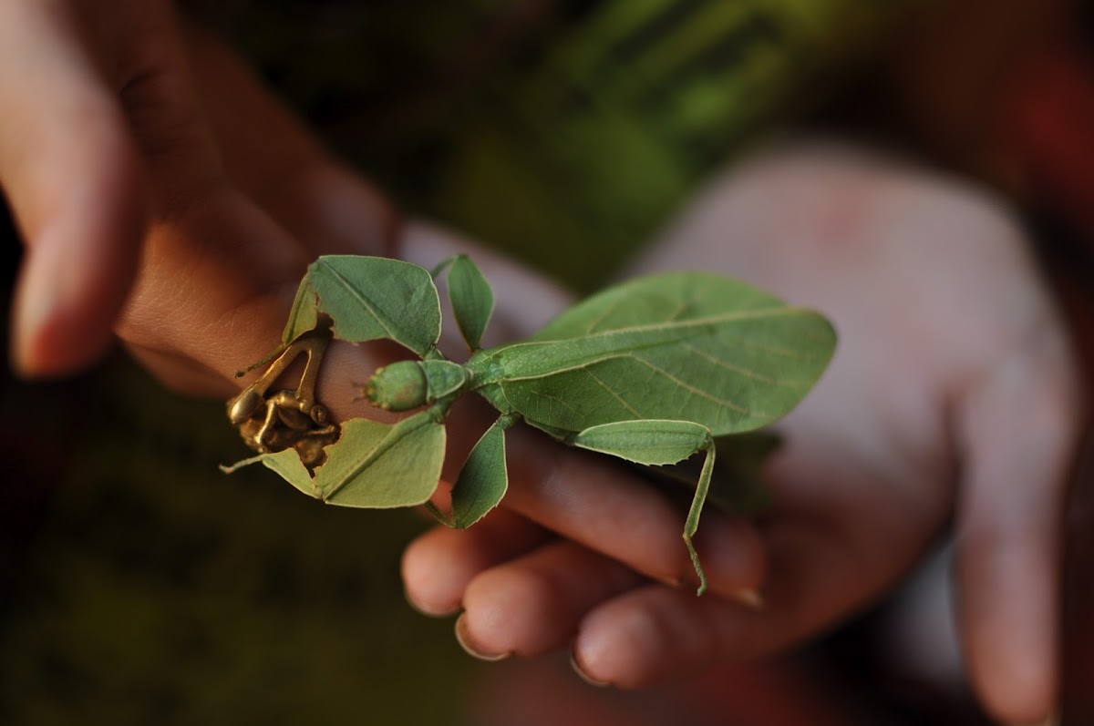 Gray's leaf insect