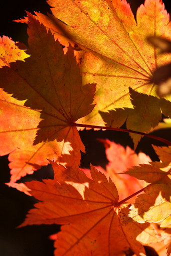 免費下載娛樂APP|Autumn Leaves in Water app開箱文|APP開箱王