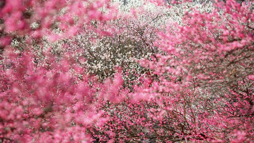 免費下載個人化APP|Sakura Wallpaper CherryBlossom app開箱文|APP開箱王