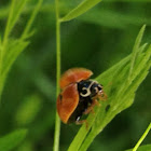 Polished Ladybird Beetle