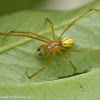 Comb-footed spider (male)