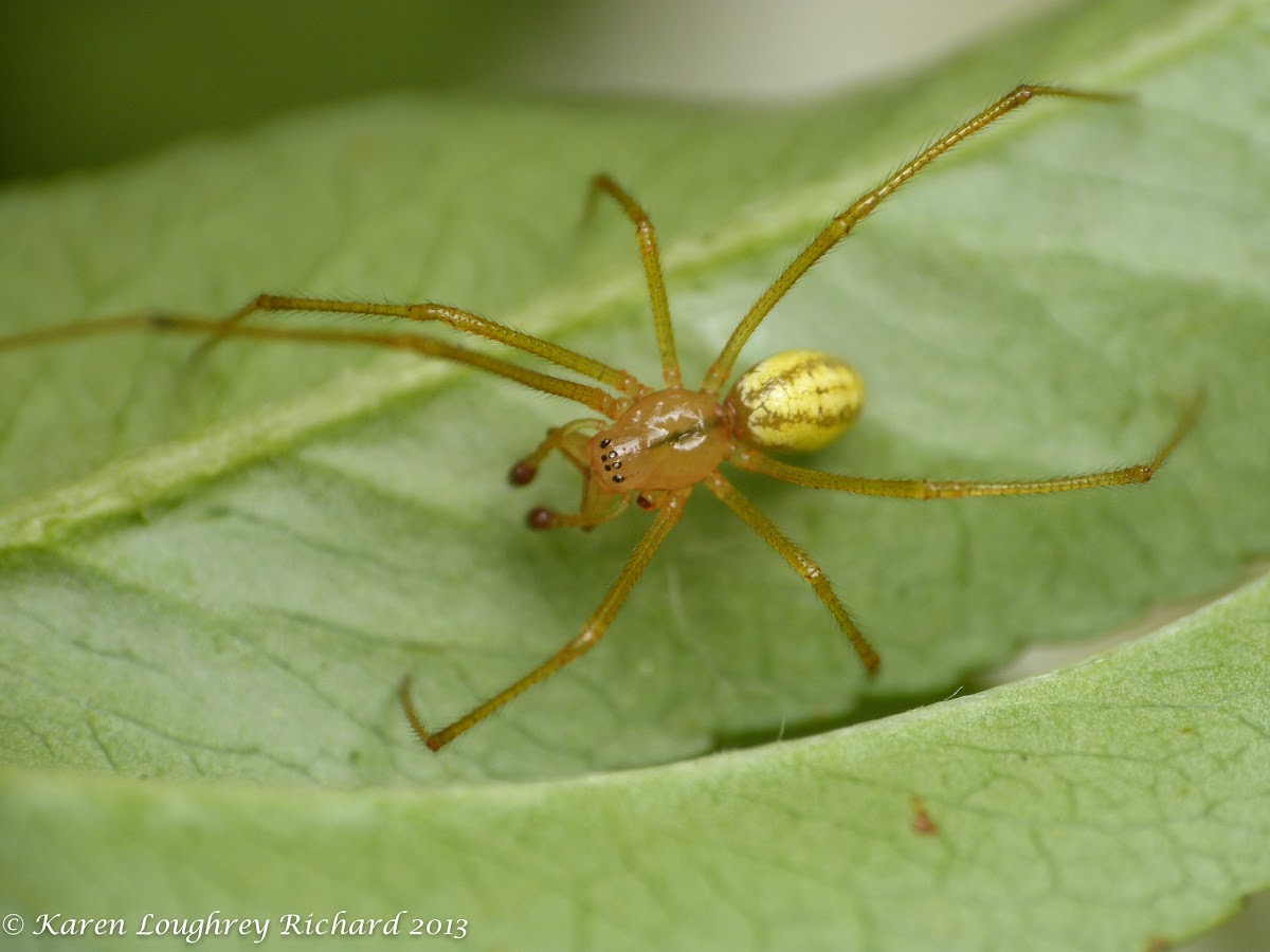 Comb-footed spider (male)