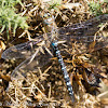 Migrant Hawker Dragonfly