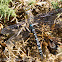 Migrant Hawker Dragonfly