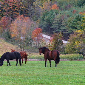 Graze and Gaze by Judee Schofield - Animals Horses