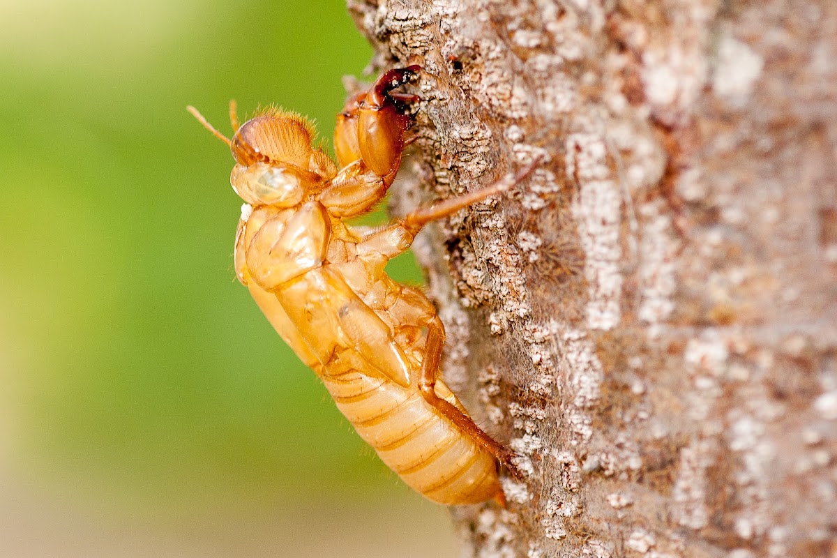 Cicada - exoskeleton moult
