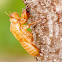 Cicada - exoskeleton moult