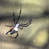 Dome Tent Spider