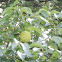 Osage-orange, hedge-apple, Horse-apple, Bois d'arc fruit