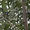 Males of two fairy wren species