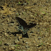 Spicebush Swallowtail, male