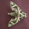 oleander hawk-moth