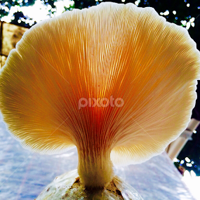 New Year's Mushroom, 2015 by Shadat Hossain - Instagram & Mobile iPhone