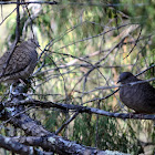 Inca Dove