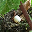 Mourning Dove's nest with egg