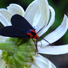red shouldered ctenucha moth