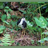 White-breasted Waterhen 