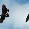 Tasmanian Wedge-tailed Eagle 