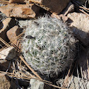 Spiny Star Cactus