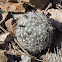 Spiny Star Cactus