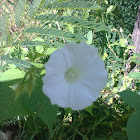 Flor Branca