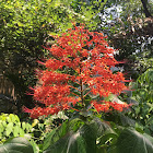 Flame Tree (Flowers)