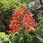 Flame Tree (Flowers)